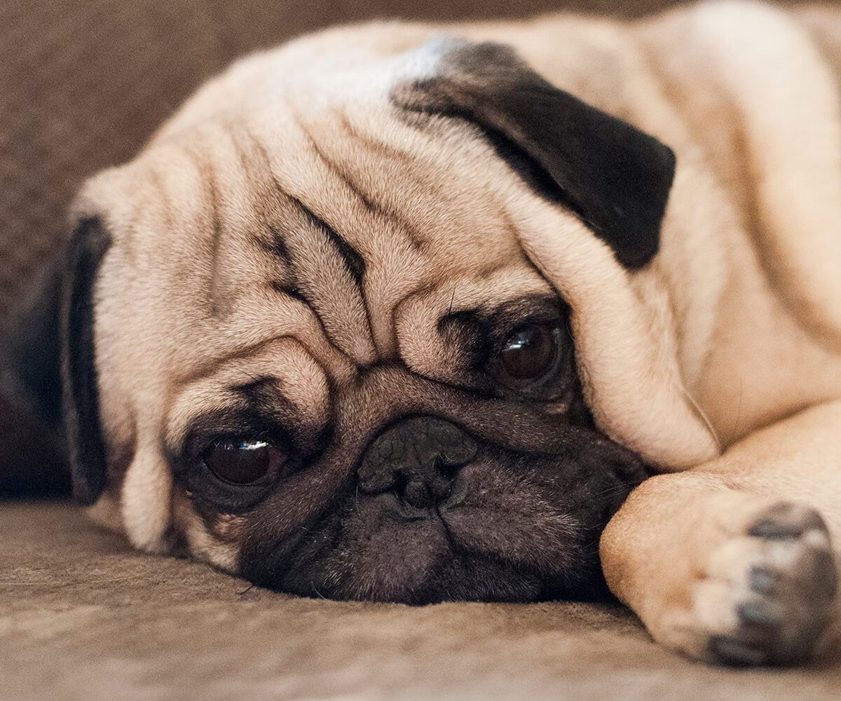 Image of a pet
